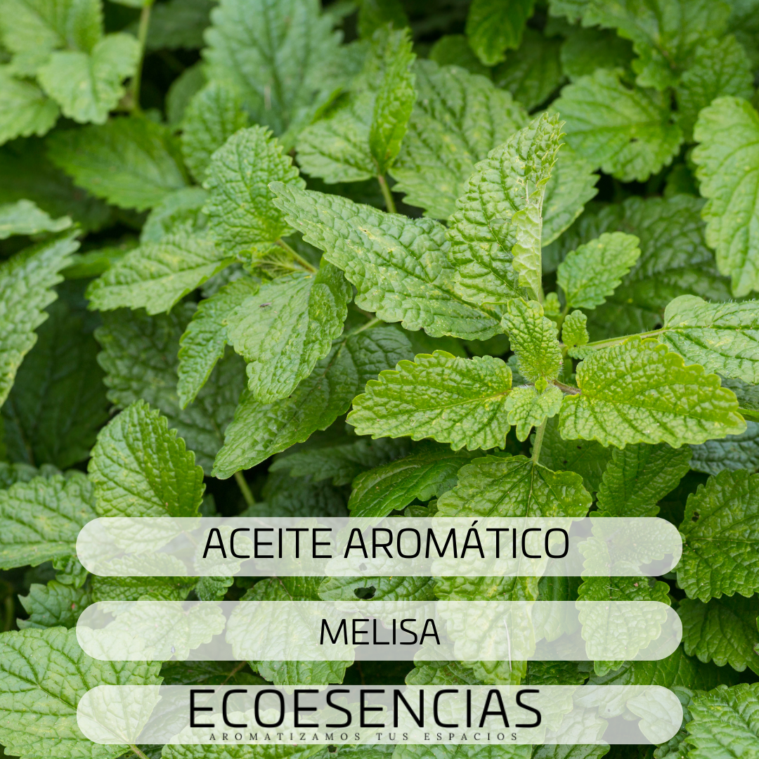Aroma Melisa