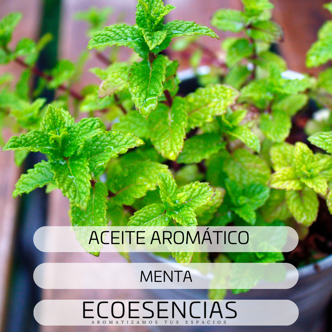 Aroma Menta