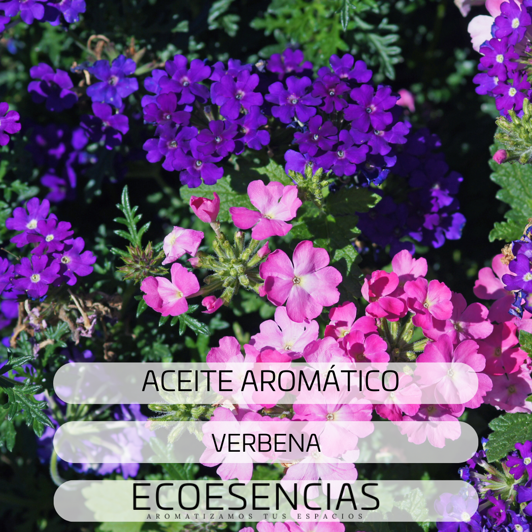 Aroma Verbena